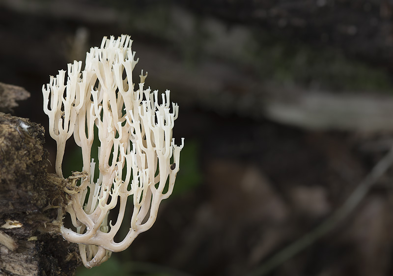 Artomyces pyxidatus